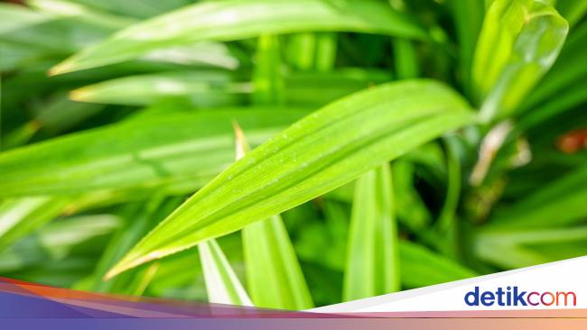 6 Manfaat Daun Pandan untuk Kesehatan, Ini Cara Mengolah dan Efek Buruknya