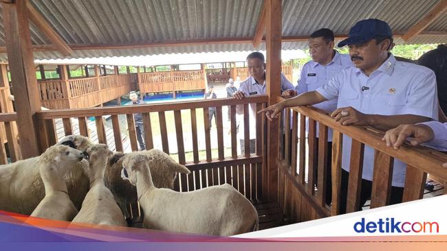 Menteri Agus Cek Ternak Domba di Nusakambangan, Jamin Program Pangan Berjalan
