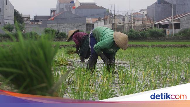 Jurus BUMN Pangan Bikin Anak Muda Punya Keterampilan di Sektor Pertanian