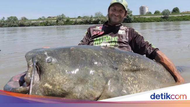 Heboh Nelayan Tangkap Ikan Lele Raksasa Panjang Nyaris 3 Meter