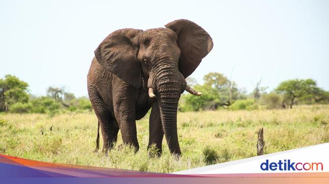 Viral Gajah Cari Anaknya di Jalan, Ini 11 Fakta Unik Gajah yang Bisa Berempati