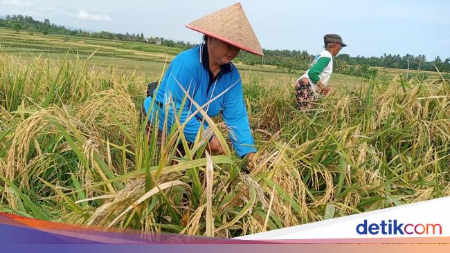 Produksi Beras RI Diprediksi Tembus 34 Juta Ton, Tertinggi di ASEAN