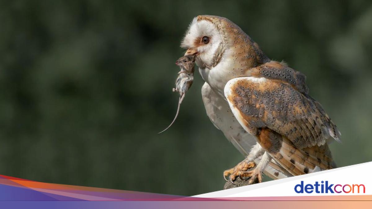 Burung Hantu Jadi Andalan Lawan Tikus Sawah di Badung