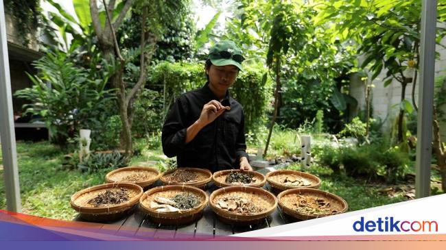 Cara Damaz Berbagi Ilmu Tanaman Herbal untuk Anak Muda