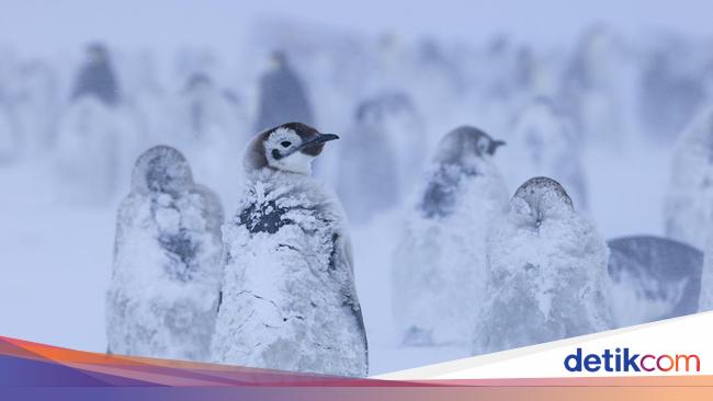 Polusi Suara dari Manusia Bikin Stres Satwa Antartika