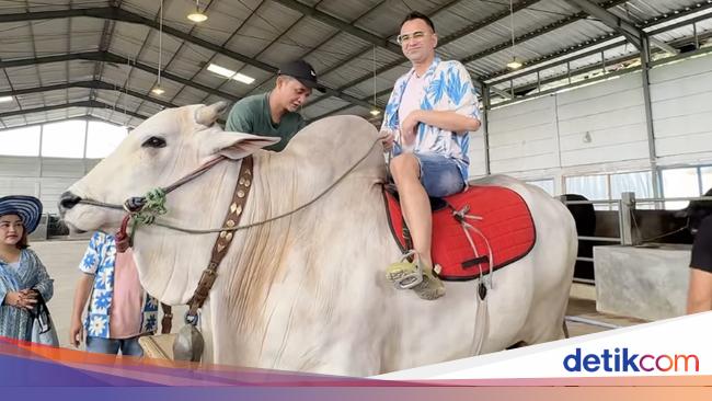 Raffi Ahmad Beli 4 Sapi Jumbo di Tempat Irfan Hakim Buat Kurban, Harganya?