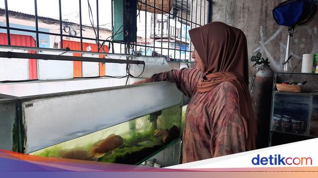 Lanjutkan Bisnis Almarhum Suami, Pedagang Ikan Hias Pilih KUR Mikro BRI