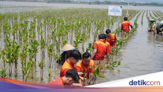 Jaga Ekosistem Pesisir, Alfamart Tanam 20 Ribu Pohon Mangrove di Semarang