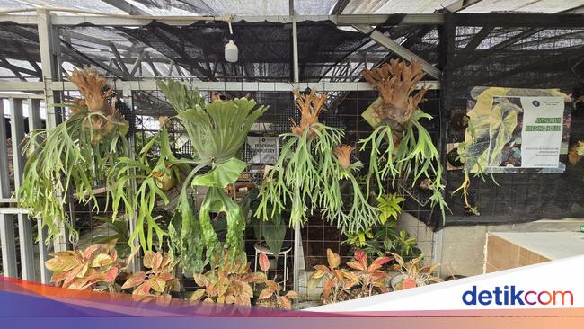 Sukses Jual Tanaman dan Tahu, Desa di Bogor Mimpi Jadi Objek Wisata