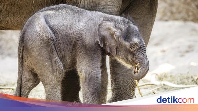 Kebun Binatang Zurich Rayakan Kelahiran Anak Gajah Langka