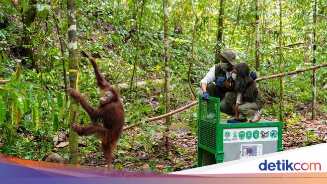 Lepas 6 Orang Utan di Kaltim, Menhut Tegaskan Jaga Populasi-Kelestarian Hutan