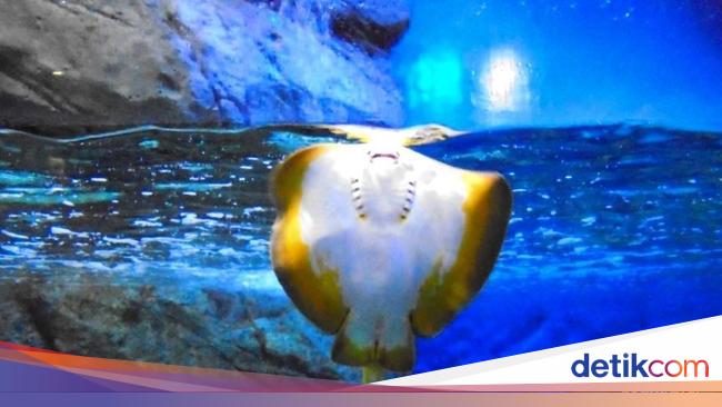 Eksotisme 5 Biota Laut Dalam di S.E.A. Aquarium Singapore