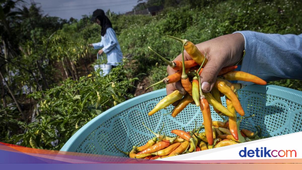 Harga Cabai Rawit-Perhiasan Emas Turun Bikin RI Deflasi 0,14%