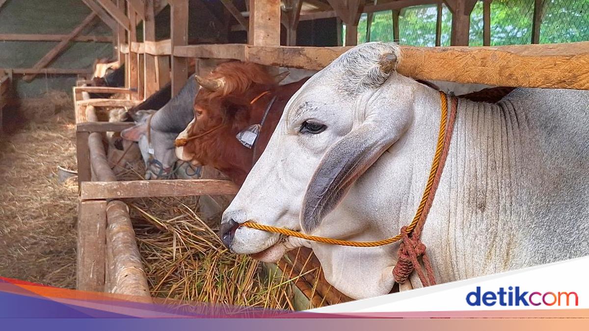 Pemerintah Alihkan Impor Bahan Pakan Ternak Ini ke BUMN