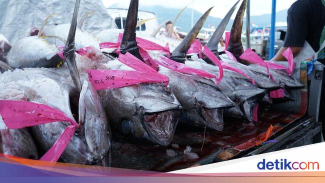 Organisasi Tuna Dunia Wajibkan Kapal Penangkap Pakai VMS