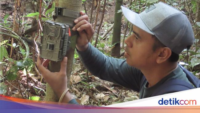 IKN: Kota Hutan Cerdas dengan Teknologi Digital - Pengawasan Biodiversitas Masa Depan?