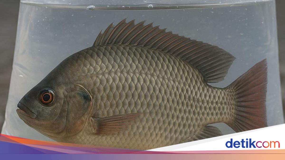 Langkah-Impian Cirebon Jadi Sentra Ikan Nila
