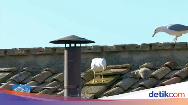Viral Bayi Burung Camar di Kapel Sistina Sebelum Paus Leo XIV Diumumkan