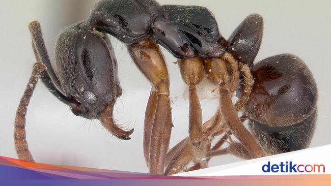 来自亚洲的蚂蚁害怕美国科学家