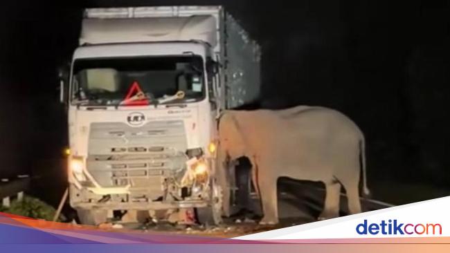 Pilu... Anak Gajah Mati Terlindas Truk, Induk Bergeming Tak Mau Pergi