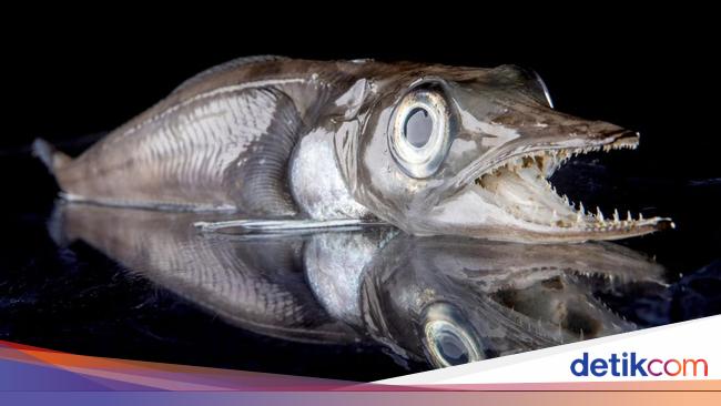 Aneka Hewan Misterius yang Ditemukan di Kedalaman Antartika