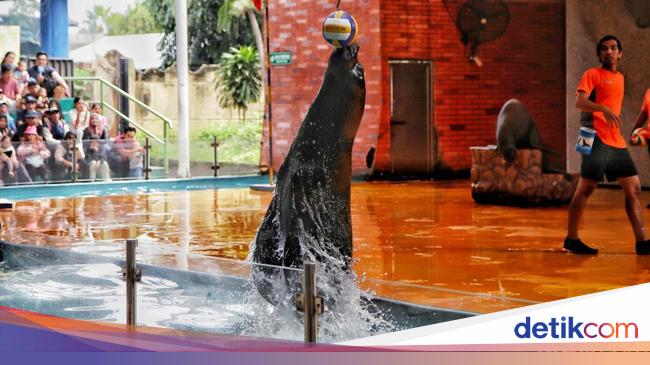 Harga Tiket Ocean Dream Samudra Ancol Agustus 2025 Reguler dan Annual