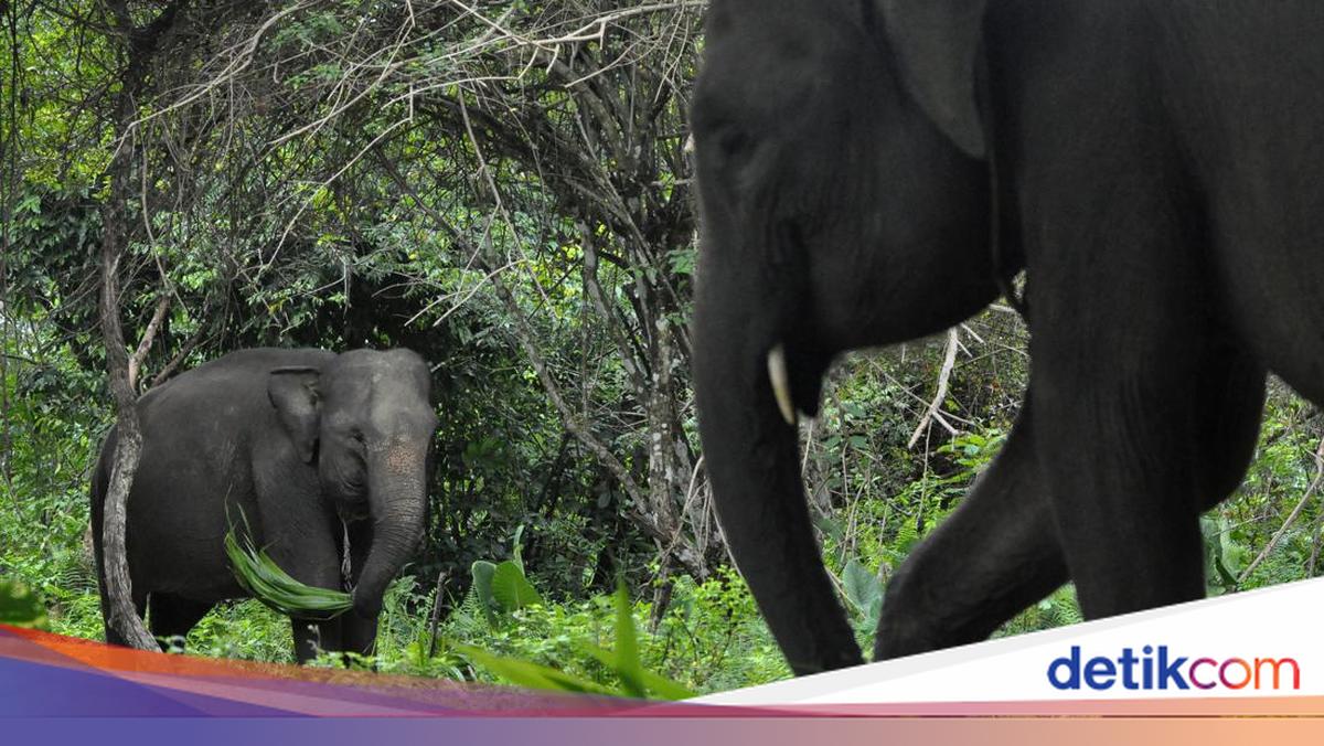Menhut Terus Dorong Perlindungan Gajah, Ini Kata Ahli Konservasi