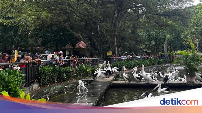 Libur Cuti Bersama Idul Adha 9 Juni, Ini Jadwal Buka Ragunan