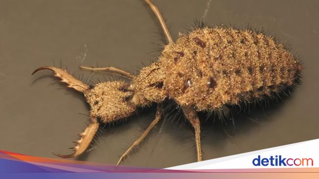 Undur-Undur Itu Hewan Apa? Ini Penjelasan Ilmiah &amp; Manfaat Kesehatannya