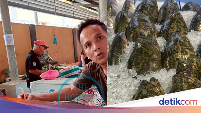 Wow! Ikan Betutu 7,2 Kg yang Kian Langka Harganya Bisa Rp 5,5 Juta