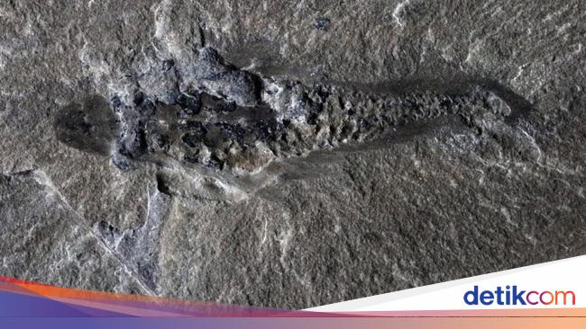 Fosil Monster 3 Mata 506 Juta Tahun Ungkap Misteri Awal Kehidupan