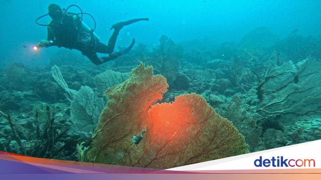 Diving di Pulau Weh: Menyelami Keindahan Laut yang Menakjubkan di Aceh