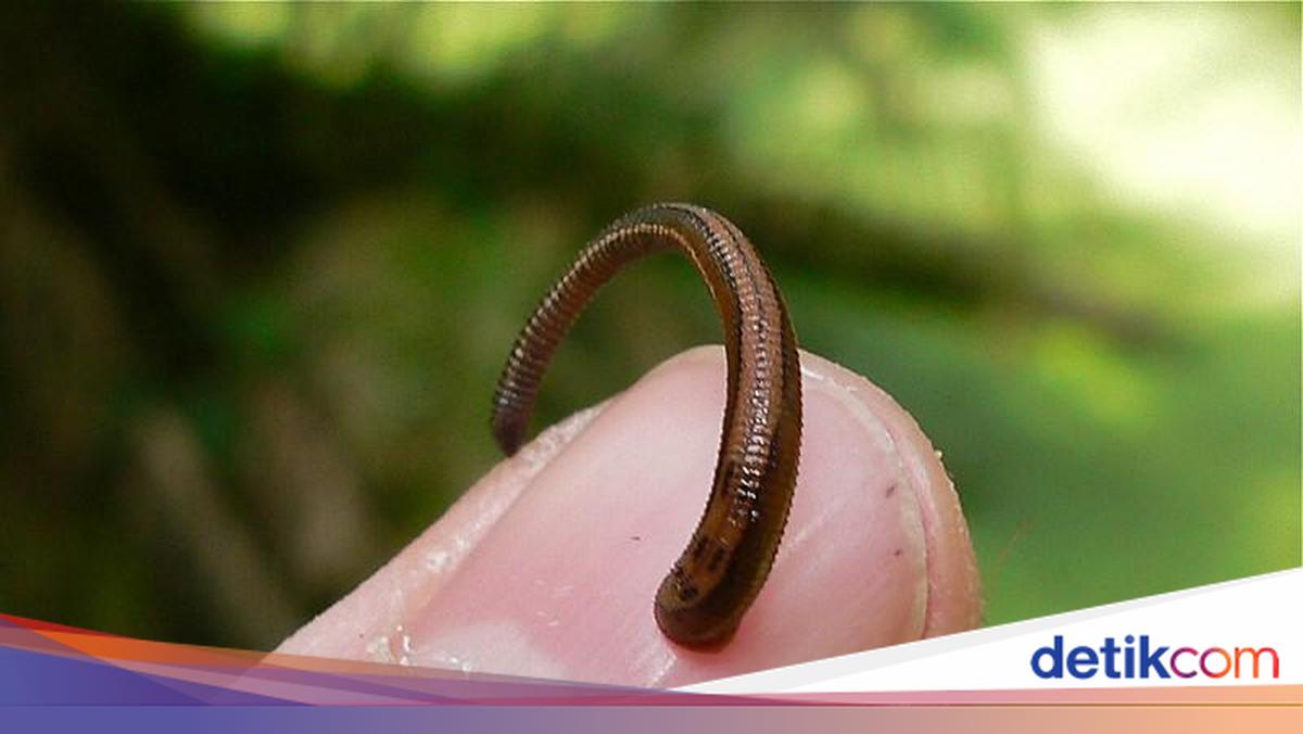 Talaga Pacet Pacet Itu Hewan Apa? Ini Penjelasan Ilmiah dan Perbedaannya dengan Lintah