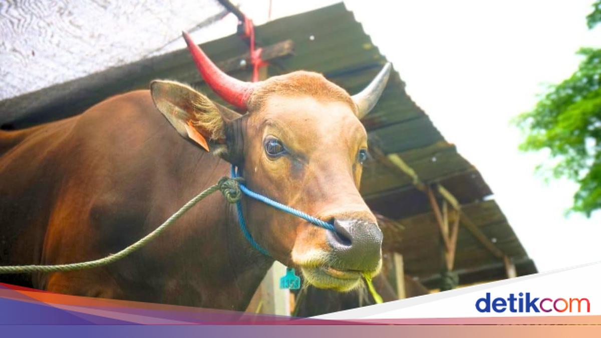 Sapi Kurban Prabowo di Sulsel Mati, Kementan Ambil Sampel untuk Uji Lab