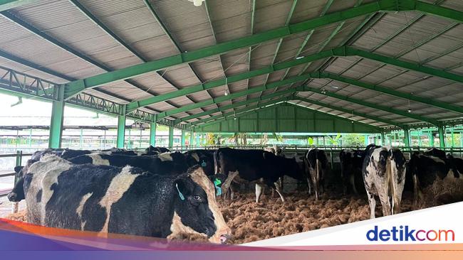 Produksi Susu Lokal Masih Seret, Impor Sapi Perah Jauh dari Target