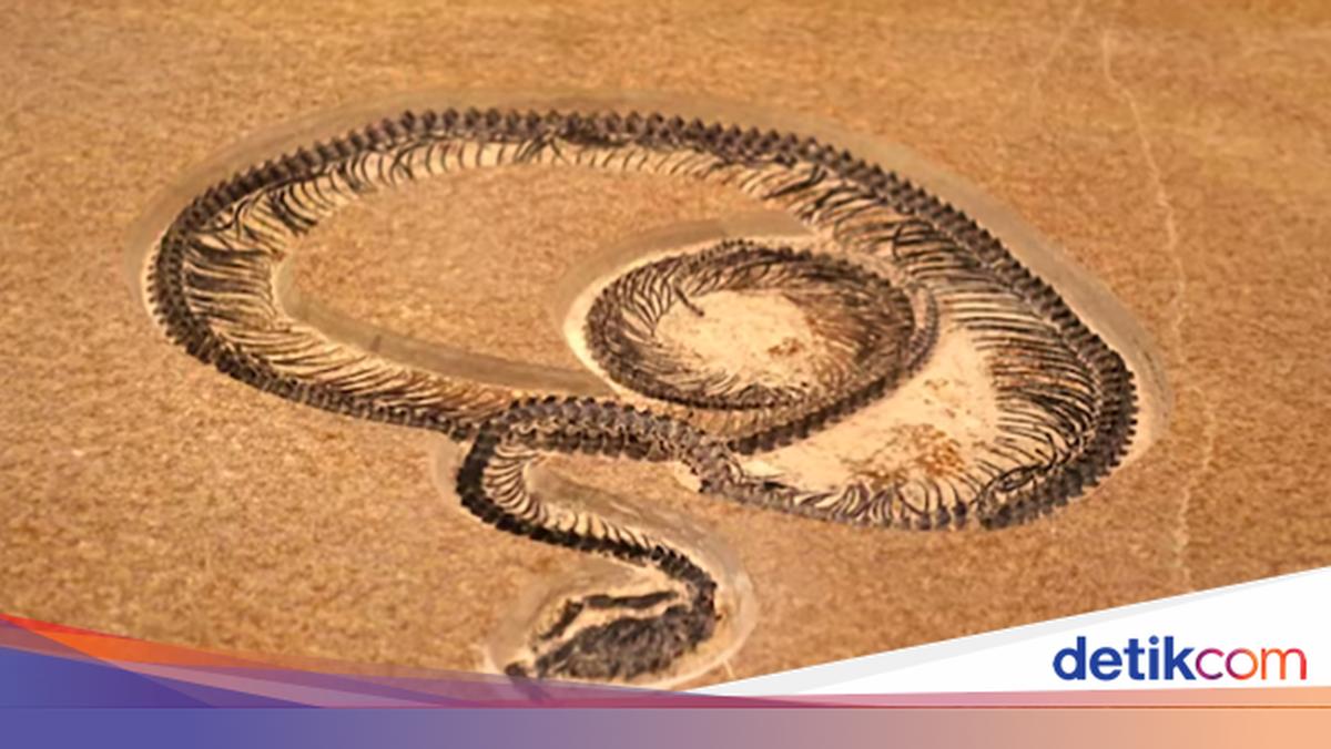 Monster dari India Purba: Ular Raksasa Vasuki Pesaing Titanoboa