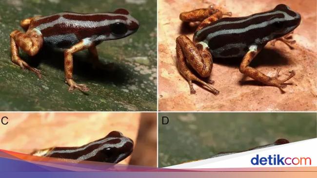 Spesies Baru Katak Panah Beracun yang Mematikan Ditemukan