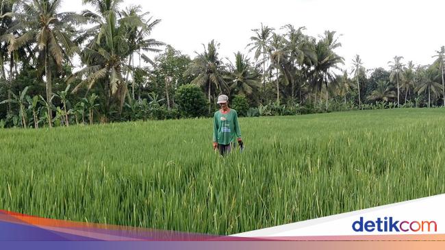 Mensejahterakan Petani Wujudkan Ketahanan Pangan