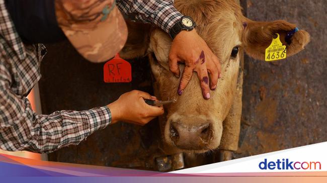 Imbas Parasit, AS Stop Impor Ternak dari Meksiko