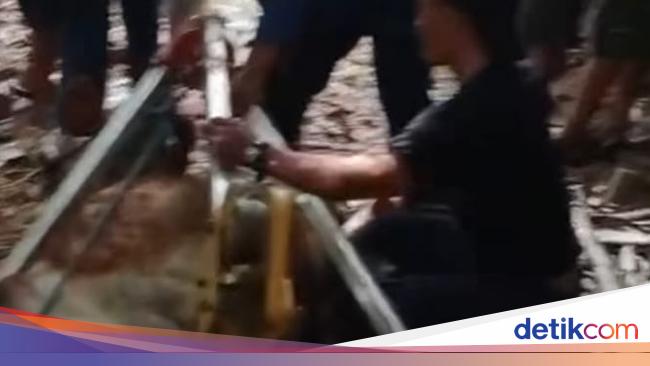 Induk Sapi dan Anaknya Tercebur Sumur di Tangerang, Damkar Evakuasi