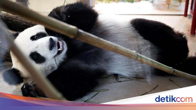 Potret Gemas Panda Raksasa Baru di Kebun Binatang Wina