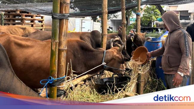 Pemerintah Jamin Stok Sapi Aman dan Bebas PMK Jelang Idul Adha