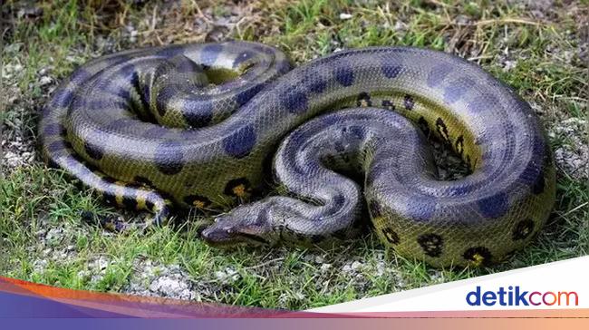 Mengenal Anaconda Hijau Utara, Ular Terbesar di Dunia Berat 500 Kilogram