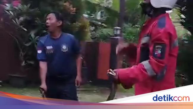 Sanca 2 Meter Muncul di Halaman Rumah, Warga Bogor Panggil Damkar