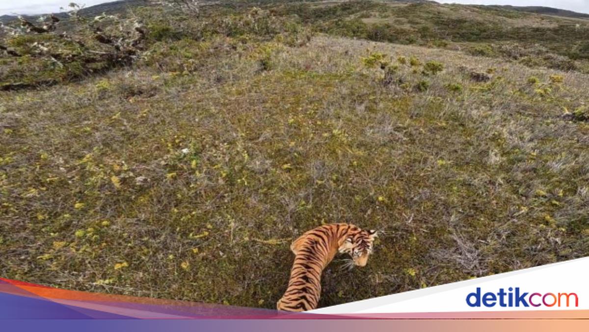 Indonesia memiliki 5 taman nasional yang diakui UNESCO dan ASEAN. Dari Lorentz hingga Wakatobi, keanekaragaman hayati Indonesia patut dilestarikan.