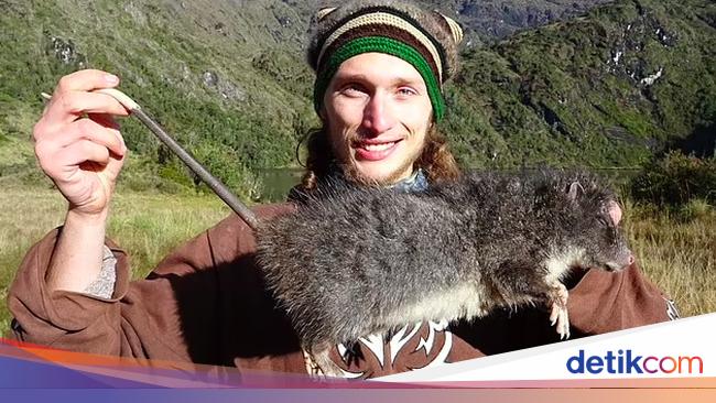 Ilmuwan Temukan Tikus Raksasa, Ukurannya Sebesar Kucing