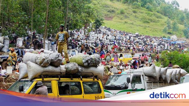 Begini Ramainya Pasar Arang di Kongo, Ancam Habitat Gorila Langka