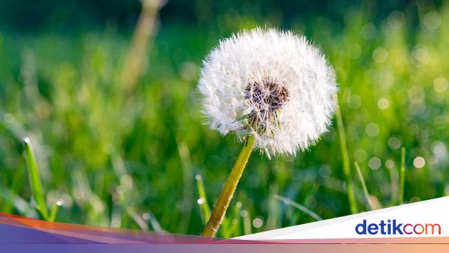 Bunga Sudah Bermekaran 2 Juta Tahun, Lebih Lama dari Dugaan