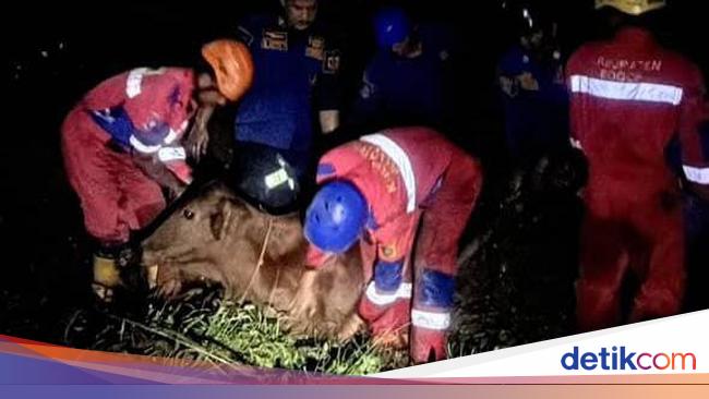 Sapi Warga di Bogor Masuk Rawa-rawa, Damkar Evakuasi
