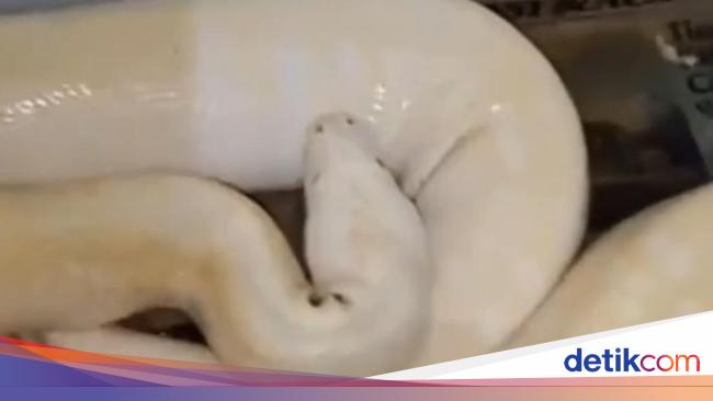 Heboh Pria di Gresik Beri Makan Ular Peliharaan dengan Bangkai Kucing